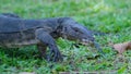 A monitor lizard is walking on the grass Royalty Free Stock Photo