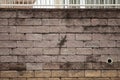 Monitor lizard is walking on a wall in asian city