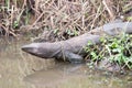 Monitor Lizard in water Royalty Free Stock Photo