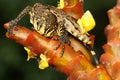 A monitor lizard who is sunbathing on its head is attacked by a small snail.