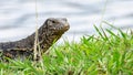 Monitor lizard (Asian water monitor) also common water monitor, large varanid lizard native to South and Southeast Asia