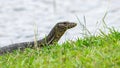 Monitor lizard (Asian water monitor) also common water monitor, large varanid lizard native to South and Southeast Asia Royalty Free Stock Photo
