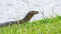 Monitor lizard (Asian water monitor) also common water monitor, large varanid lizard native to South and Southeast Asia