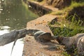 Monitor lizard (Varanus salvator) lies and bask in the sun near a pond in Lumpini Park in Bangkok. Thailand