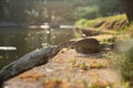 Monitor lizard &#Varanus salvator&# lies and bask in the sun near a pond in public Lumpini Park in Bangkok Thailand Royalty Free Stock Photo