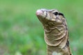 Monitor lizards behind the grass