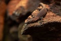 Monitor lizards climbing on a rock