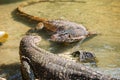 Monitor lizards Royalty Free Stock Photo