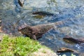 Monitor lizards