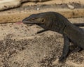 Monitor lizards are large lizards