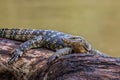 Monitor lizards(Varanus varius)