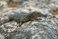 Monitor lizzard on the tree Royalty Free Stock Photo