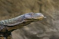 Monitor - Varanus rudicollis