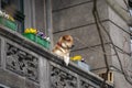Monitoring of the estate, the dog is watching from the balcony Royalty Free Stock Photo