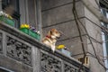 Monitoring of the estate, the dog is watching from the balcony Royalty Free Stock Photo