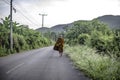 A monk comes out to offer alms by walking along a road surrounded by mountains in Suan Phueng District