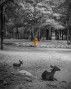 Monk doing daily cleaning routine at at the Tiger Temple in Kanchanaburi, Thailand.