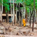 Monk doing daily cleaning routine at at the Tiger Temple in Kanchanaburi, Thailand.