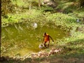 Monk fetching water