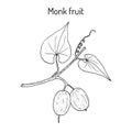 Monk fruit or luo han guo Siraitia grosvenorii , medicinal plant