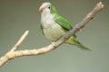 Monk parakeet Royalty Free Stock Photo
