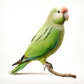 Monk Parakeet: Full Body Isolated On White Background Royalty Free Stock Photo