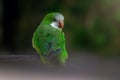 Monk Parakeet bird Royalty Free Stock Photo