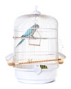 Monk parakeet in bird cage Royalty Free Stock Photo