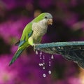 Monk Parakeet and Iron Fountain