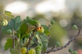 Monk Parakeet (Myiopsitta Monachus) Royalty Free Stock Photo