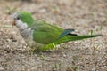 Monk parakeet Myiopsitta monachus