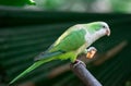 A monk parakeet Myiopsitta monachus, also known as the Quaker parrot sitting on a branch Royalty Free Stock Photo