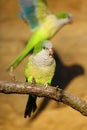 Monk parakeet Myiopsitta monachus, also known as the Quaker parrot sitting on a branch. The second parrot flies behind him in Royalty Free Stock Photo