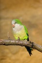 The monk parakeet Myiopsitta monachus, also known as the Quaker parrot sitting on the branch with yellow background Royalty Free Stock Photo