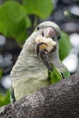 Wild monk parakeet Myiopsitta monachus