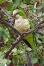 Wild monk parakeet Myiopsitta monachus Royalty Free Stock Photo