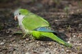 Monk parakeet (Myiopsitta monachus) Royalty Free Stock Photo