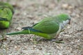 Monk parakeet (Myiopsitta monachus) Royalty Free Stock Photo