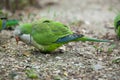 Monk parakeet (Myiopsitta monachus)