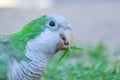 Monk parakeet Myiopsitta monachus eating