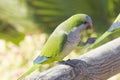 Monk Parakeet (Myiopsitta monachus) Royalty Free Stock Photo