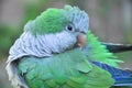 Monk parakeet Myiopsitta monachus Quaker parrot Royalty Free Stock Photo