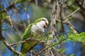 monk parakeet (myiopsitta monachus), or quaker parrot, screaming Royalty Free Stock Photo