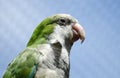 Monk parakeet (Myiopsitta monachus) Royalty Free Stock Photo