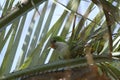 Monk parakeet in a Palmtree