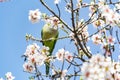 Monk parakeet perched on the branch of the almond tree full of white flowers while plucking some petals, in the El Retiro park Royalty Free Stock Photo