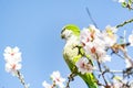 Monk parakeet perched on the branch of the almond tree full of white flowers while plucking some petals, in the El Retiro park Royalty Free Stock Photo