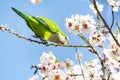 Monk parakeet perched on the branch of the almond tree full of white flowers while plucking some petals, in the El Retiro park Royalty Free Stock Photo