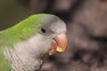 Monk Parakeet Royalty Free Stock Photo