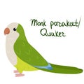 Monk parakeet or Quaker parrot in cartoon style on white background. Myiopsitta monachus Royalty Free Stock Photo